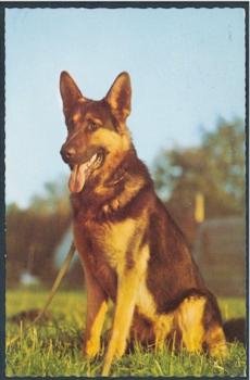 Ansichtskarte Motive " Schäferhund "